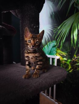 Bengalkätzchen mit einzigartiger Färbung - Plüderhausen
