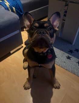 Französische Bulldogge in Liebevolle Hände abzugeben - Schellerten