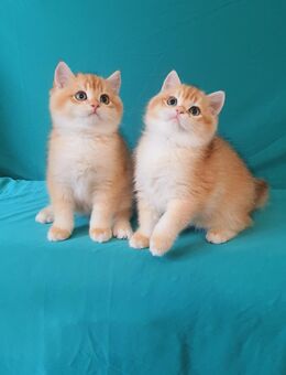 Bezaubernde BKH & BLH Kitten - Schwalbach