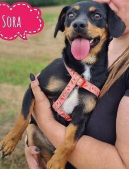 Sora ein liebes Mini Mädchen - Flörsheim-Dalsheim