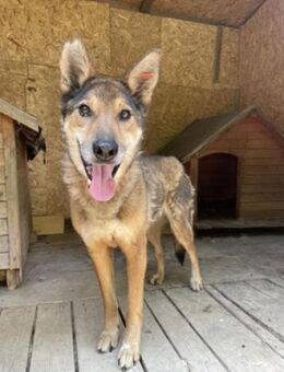 Suri - wer hat Geduld und Liebe zu geben - Berlin