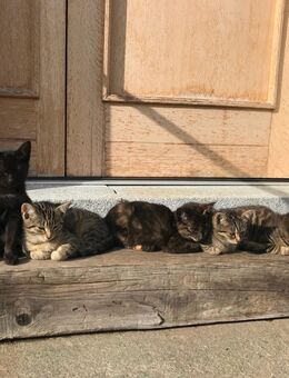 Junge Hauskatzen suchen neue Dosenöffner - Löbau