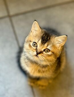 Süße Katzenbabys in liebevolle Hände abzugeben 🐾 - Darmstadt