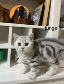 Britische kurz haar kitten in 79650