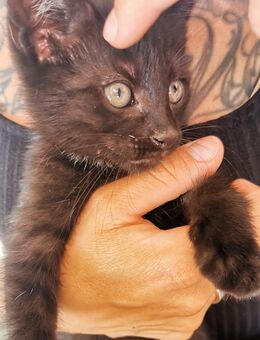 🐾Mai-Kitten aus liebevollem Zuhause suchen ein neues Heim 🐾 - Magdeburg