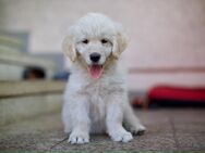 Golden Retriever Mixwelpen - Fehrbellin
