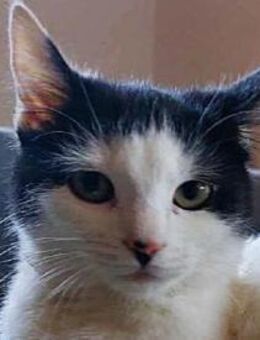 CHER-süße, verspielte Jung-Katze - Rösrath