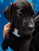 Schöne, gesunde + kräftige Cane Corso Welpen jetzt abgabebereit in 8702