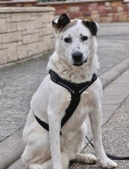 Ninja Liebevolle Sanftmut trifft ... - Kissing