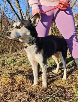 VIKY - lernwillig und freundlich - Overath