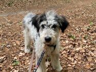 Taily sucht liebe Hundeeltern! - Spenge