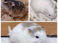 junge flinke kleine Roborowski Zwerghamster kleinster Hamster in 01844