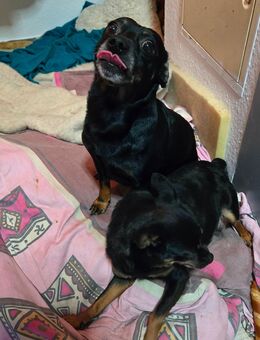 Zwergpinscher Mischling - Bielefeld Ummeln
