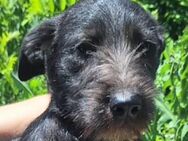 Kleiner LOBO sucht Zuhause - Gefrees