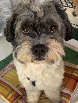 Pepe Plüschkanone sucht sein Zuhause... - Koblenz