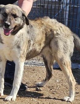 MAY - entspanntes und liebevolles Gemüt - Aerzen