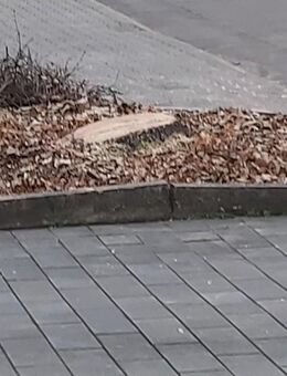 Baumwurzel fräsen - Ebertsheim