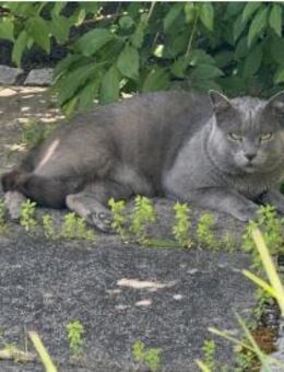 Sultan (FIV+) - liebenswert & freundlich - Wilhelmsfeld