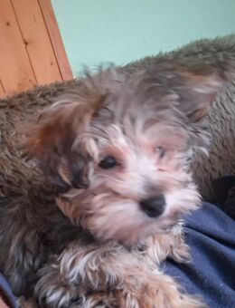 Bolonka zwetna, Yorki Mix Welpe , 15 Wochen - Bentzin