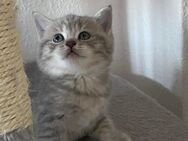 Britisch Kurzhaar BKH Katzen - Duisburg