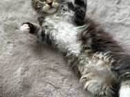 Maine Coon Kitten - Weyhe