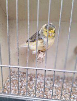 Gloster Kanarienvögel - Bad Neuenahr-Ahrweiler