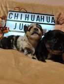 Vier wunderschöne Chihuahua Jungs suchen ihre Familie ! in 04509