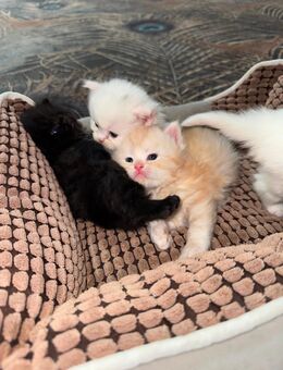 Baby Perse katzen - Neuss