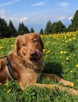 Aaro 60 cm (Pflegestelle) - Alpenrod