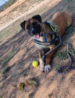 Aktiver, lustiger Abenteurer BOSS ! - Geilenkirchen