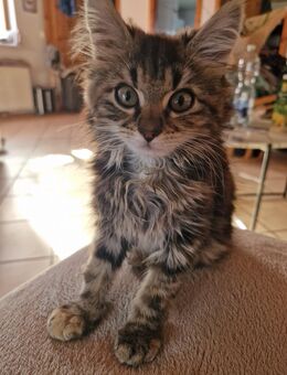 MainCoon-Mix Geschwister suchen neues Zuhause - Altrip