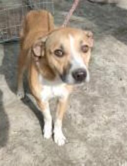 Zeno - geb. 01/2020 - Remagen