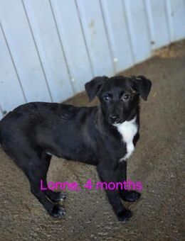 Lonne auf der Suche nach Glück (I) - Ludwigshafen (Rhein)