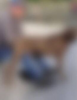 dan*** - Groß Umstadt