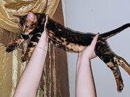 Bengal Kitten ab dem 05.04.2024 zum Verkauf bereit! - Bielefeld Ummeln