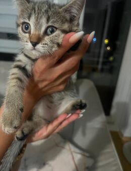 Bkh kitten - Garbsen
