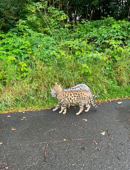 Bengal Kater - Morsbach