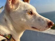 Blanca ist ein Podenco-Hauptgewinn - Endingen (Kaiserstuhl)