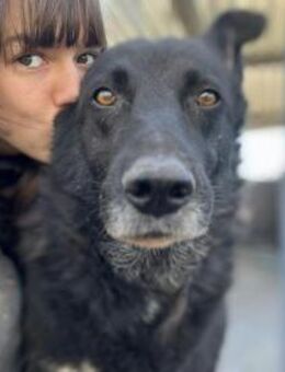 Amigo - Senior mit goldenem Herz - Berlin