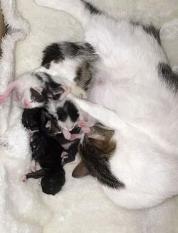 5 süße kitten - Berlin