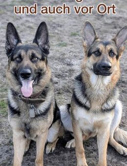 Welpen Deutscher Schäferhund, Deutsche Schäferhund Welpen, gerader Rücken DDR - Rathenow