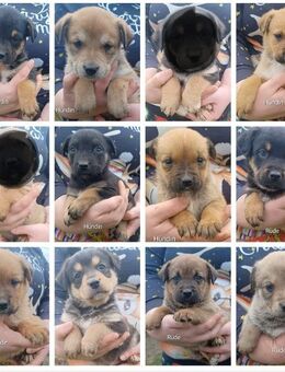 Mischling Welpen - Altmärkische Wische