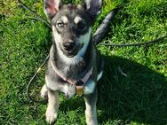 Husky mix Hündin - Cremlingen
