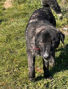 TIGER - aufgewecktes, fröhliches Mädchen - Aerzen