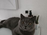 BKH KATER INK ZUBEHÖR - Köln