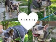 MINNIE PP Kleine Maus sucht Geborgenheit - Neustadt (Rübenberge)