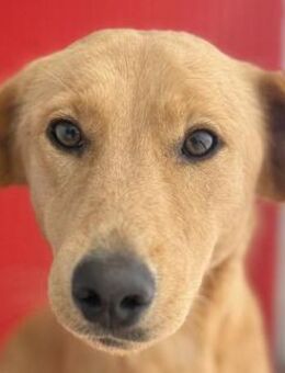 ❤️ Seelenhündin BAMBI ❤️ - Mamming