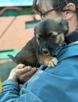 Holly, klein bleibende Welpin - Lindenberg (Rheinland-Pfalz)
