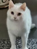 Khao Manee-Katze in 96224