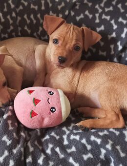 2 süße Chihuahua -Zwergpinscher Welpen suchen ihr neues Zuhause - Flensburg